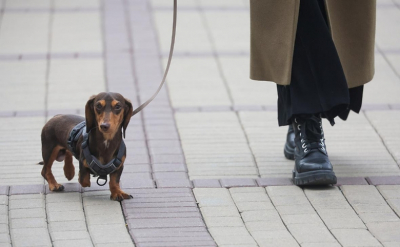В московских музеях откроют специальные зоны для посетителей с питомцами