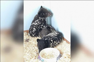 В Приморье нашли двух гималайских медвежат-сирот, брошенных в коробке