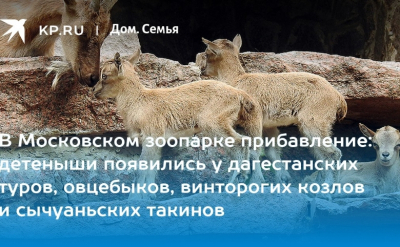 В Московском зоопарке появились девять детенышей дагестанского тура